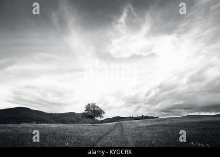 Contraste élevé noir et blanc paysage avec un grand arbre en pays meadows Banque D'Images