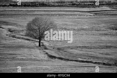 Contraste élevé prés noir et blanc paysage avec un grand arbre et abstrait lines Banque D'Images