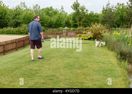 Homme portant des shorts de marcher un West Highland Terrier (Westie) sur un long câble entouré par une clôture en bois et de fleurs en été. England UK Banque D'Images