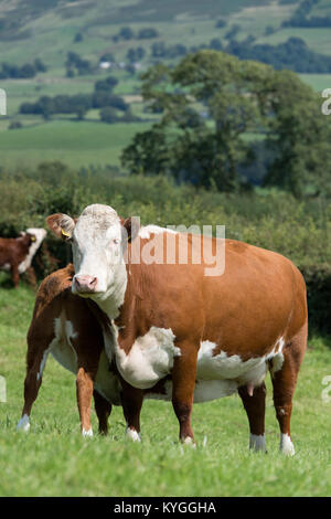 Vache et son veau Hereford au pied boire du lait de sa mère, dans un paysage de Cumbrie, au Royaume-Uni. Banque D'Images