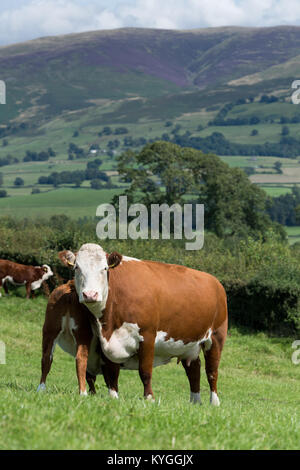 Vache et son veau Hereford au pied boire du lait de sa mère, dans un paysage de Cumbrie, au Royaume-Uni. Banque D'Images