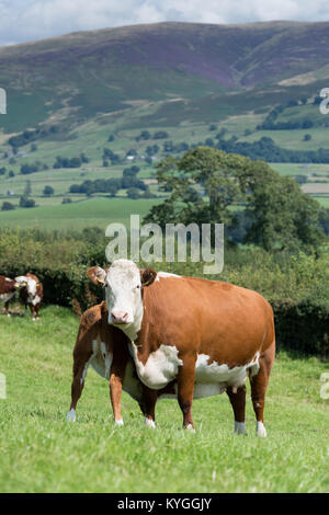 Vache et son veau Hereford au pied boire du lait de sa mère, dans un paysage de Cumbrie, au Royaume-Uni. Banque D'Images