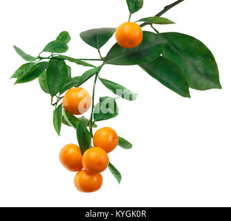 Les tangerines sur branch isolated on white Banque D'Images