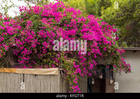 De belles fleurs d'été. L'île de Zakynthos. Grèce Banque D'Images