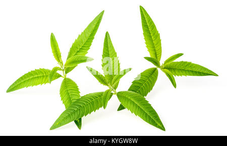 Les feuilles de Verveine citronnelle fraîche isolated on white Banque D'Images