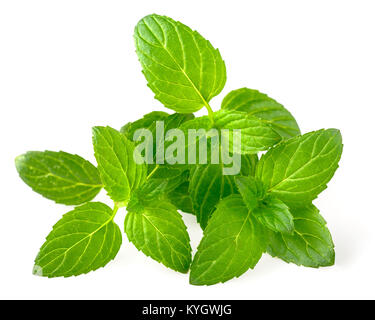 Feuilles de menthe poivrée isolated on white Banque D'Images