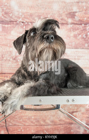 Schnauzer Mini portrait Banque D'Images