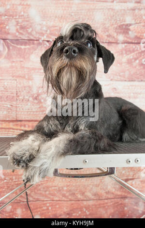 Schnauzer Mini portrait Banque D'Images