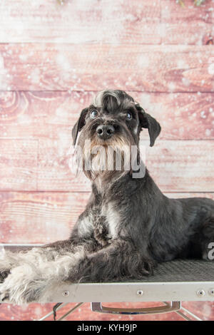 Schnauzer Mini portrait Banque D'Images