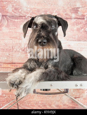 Schnauzer Mini portrait Banque D'Images