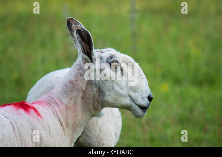 Un bluefaced leicester moutons Banque D'Images