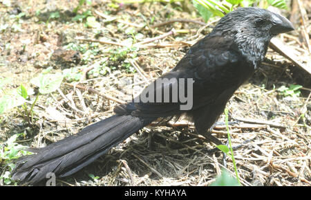 Un ani à bec lisse (Crotophaga ani) . Le Parc National yasuní, Amazon, de l'Équateur. Banque D'Images