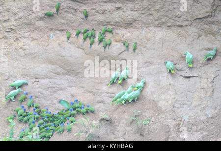 Une variété de perroquets sur des licks d'argile sur la rivière Napo dans le parc national de Yasuni, pourquoi le parrotsb do thisd n'est pas clair mais il est probablu connecté Banque D'Images