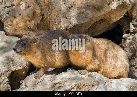 Le couple rock (Procavia capensis syriaca hyrax) Banque D'Images