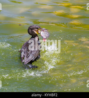 Grand Cormoran (Phalacrocorax carbo sinensis) prendre un gros poisson Banque D'Images