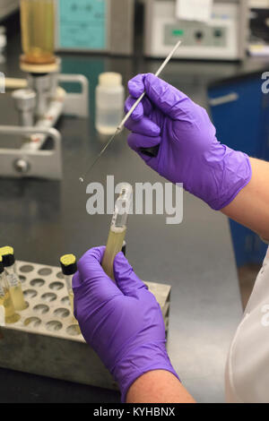 Technicien de laboratoire à l'aide de sonde de test de flamme pour recueillir de l'échantillon à partir de la vil Banque D'Images