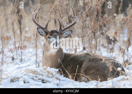 Le cerf de Virginie (Odocoileus virginianus), Fort Snelling State Park, MN, USA, début décembre, par Dominique Braud/Dembinsky Assoc Photo Banque D'Images