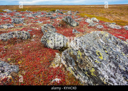 La toundra, la busserole (Arctostaphylos uva-ursi ), région du Nunavik, N. Québec près de la Baie d'Ungava, au Canada, en septembre, par Dominique Braud/Dembinsky Assoc Photo Banque D'Images