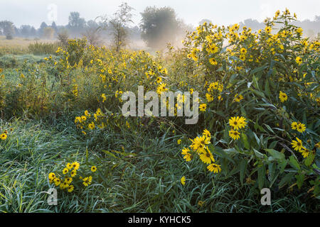 Tournesol (Helianthus giganteus géant), Cerf Woods Regional Pk. Comté de Dakota, MN, USA, la fin de l'été, par Dominique Braud/Dembinsky Assoc Photo Banque D'Images