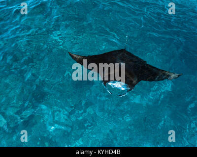 Photo aérienne d'un récif manta (manta alfredi) à la surface d'alimentation en eau bleu clair sur le site 'Manta Alley' dans le Parc National de Komodo, en Indonésie. Banque D'Images