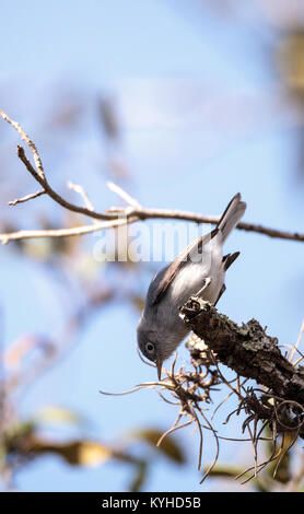 Gray catbird Dumetella carolinensis perché sur un arbre de Naples, en Floride en hiver. Banque D'Images