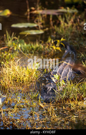 Alligator Alligator mississippiensis se cache dans un étang dans le Corkscrew Swamp Sanctuary à Naples, Floride Banque D'Images