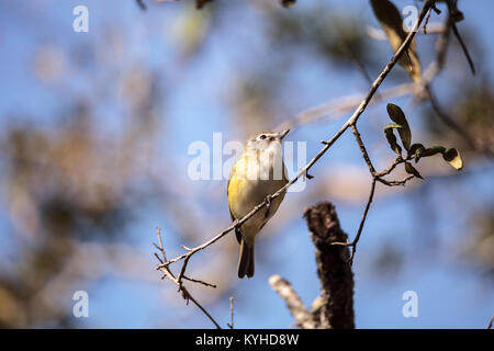 White-eyed Vireo Vireo griseus oiseaux jaune avec côtés est perché sur une branche d'arbre à Naples, Floride Banque D'Images