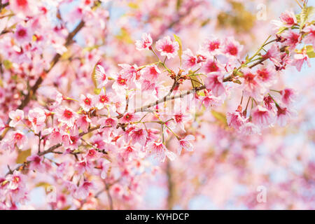 Libre belle cerise, cerise, fleurs sauvages de l'himalaya Thaïlande Banque D'Images