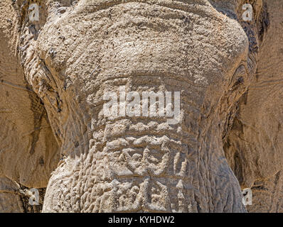 Close-up détail d'un visage de l'Eléphant d'Afrique Banque D'Images