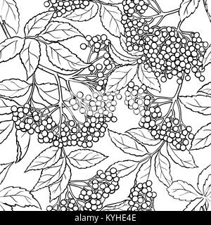 Branches de sureau motif transparent sur fond blanc Illustration de Vecteur