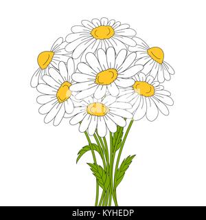 Belles marguerites sur fond blanc. Illustration de Vecteur