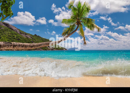 La plage de sable tropicale avec palmiers. Banque D'Images