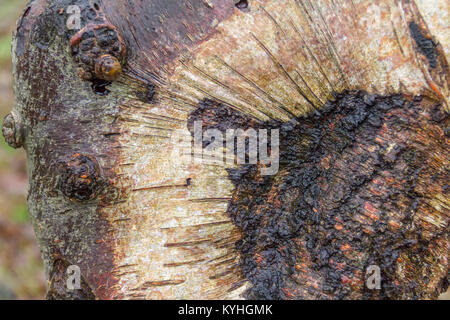 Fond en bois naturel dans un arbre de la côte de Zeeland Banque D'Images