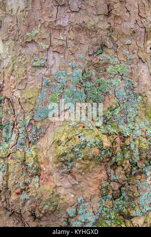 Fond en bois coloré dans un arbre de la côte de Zeeland Banque D'Images