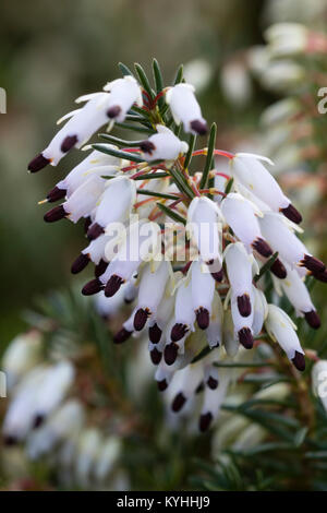 Blanc à pointe noire fleurs janvier de l'hiver, la bruyère Erica carnea 'Springwood White' Banque D'Images