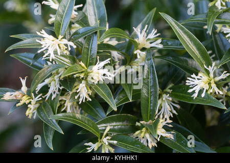 Chiche parfumée lourdement les fleurs de l'hiver blanc sweet box, Sarcococca ruscifolia var. chinensis 'dragon Gate" Banque D'Images