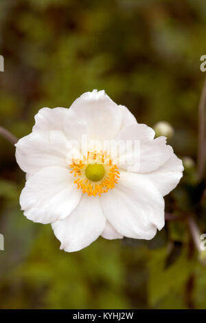 Un seul blanc et jaune Anenome japonais Banque D'Images