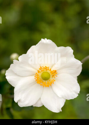 L'une blanche et jaune fleur Anenome japonais Banque D'Images