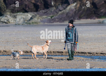 Promenade de chiens à Cornwall - a young woman walking ses chiens sur la plage de Polzeath sur la côte nord des Cornouailles. Banque D'Images