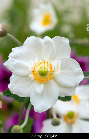 Un seul blanc et jaune fleur Anenome japonais Banque D'Images