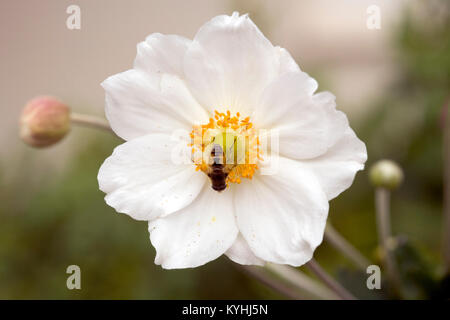 Un seul blanc et jaune fleur et abeille Anenome japonais Banque D'Images