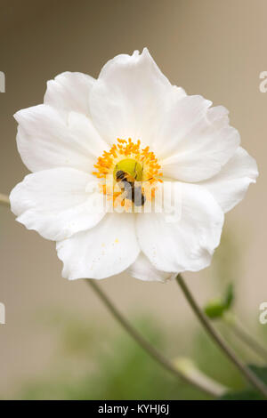 Un seul blanc et jaune fleur et abeille Anenome japonais Banque D'Images