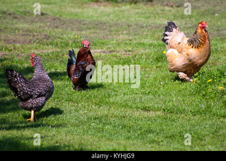 Trois poules colorées se pavane Banque D'Images