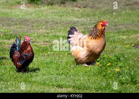 Deux poules colorées se pavane Banque D'Images