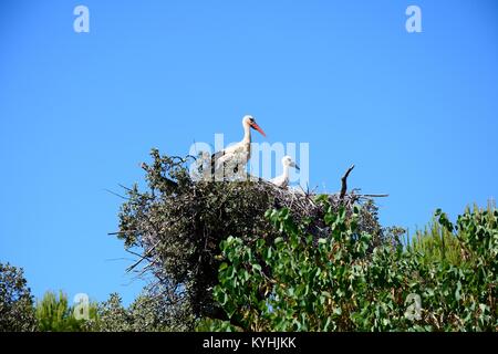 Stork Stork et les jeunes adultes dans un grand nid fait de brindilles et de branches d'un arbre contre un ciel bleu, Algarve, Portugal, Europe. Banque D'Images