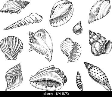 Définir ou coquillages mollusques différentes formes. créature marine. gravés à la main dans de vieux croquis, vintage style. milles marins ou marine, Monster ou l'alimentation. les animaux dans l'océan. Illustration de Vecteur