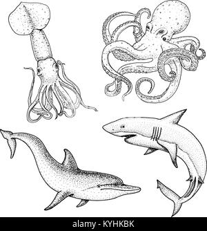 Créature de mer ou poissons dauphin et requin blanc. pieuvres et calmars, calamars. gravés à la main dans de vieux croquis, vintage style. milles marins ou marine. les animaux dans l'océan. Illustration de Vecteur