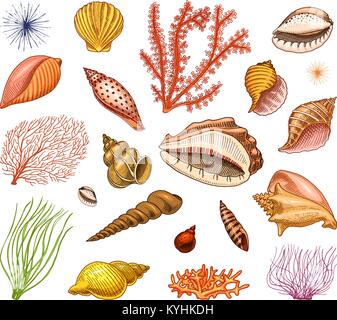 Définir ou coquillages mollusques différentes formes. créature marine. gravés à la main dans de vieux croquis, vintage style. milles marins ou marine, Monster ou l'alimentation. les animaux dans l'océan. Illustration de Vecteur