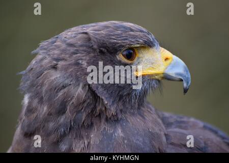 Harris Hawk portrait Banque D'Images