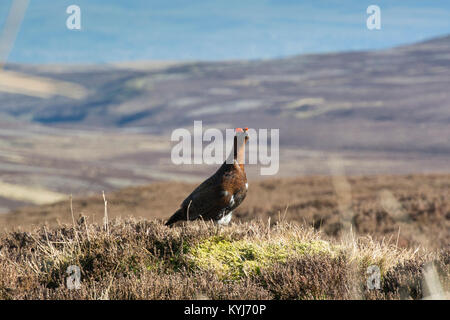 Lagopède des saules (Lagopus lagopus scotica) marquage sur leur territoire sur la lande de bruyère dans Swaledale, North Yorkshire, UK. Banque D'Images